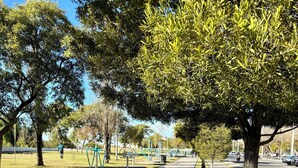 Un sentier aménagé dans un parc, bordé d’arbres et équipé d’installations d’exercice physique.
