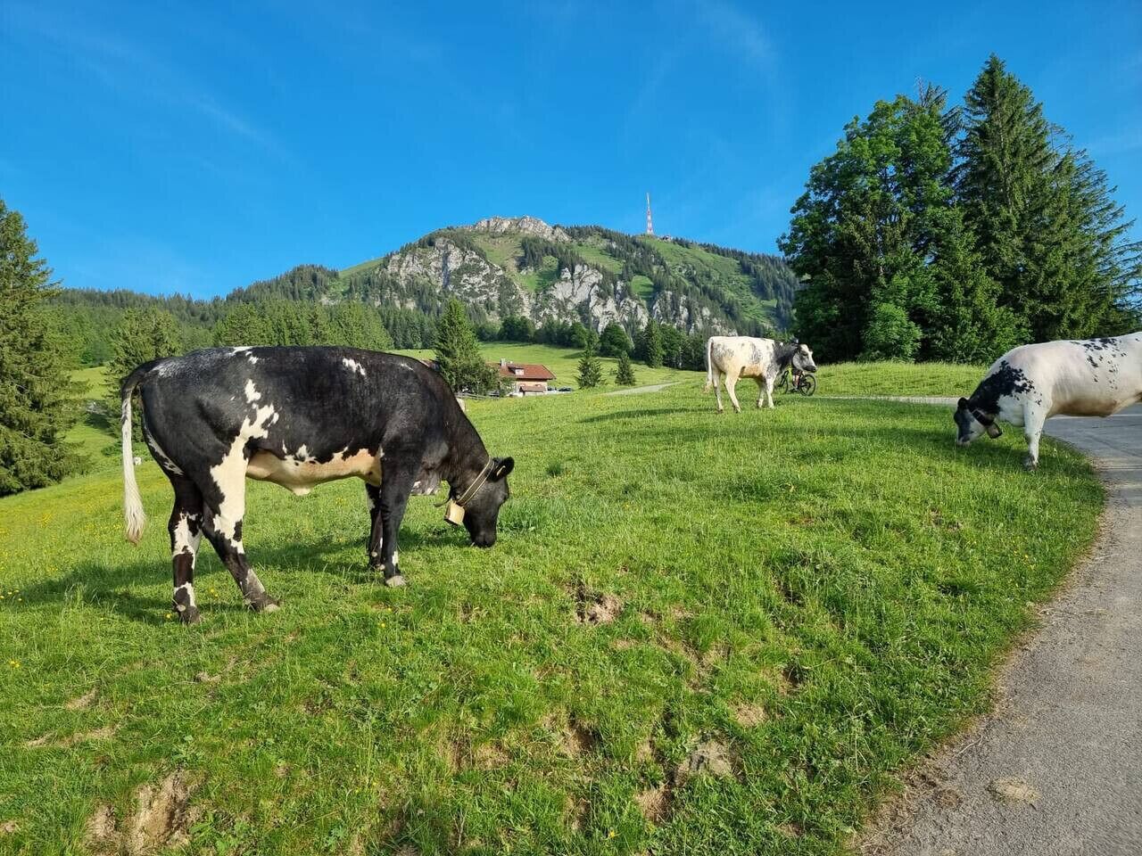 Un campo verde con vacas pastando, una carretera y una montaña con una torre al fondo.