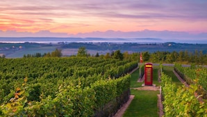 A vineyard with rows of grapevines and a red telephone booth in the center. - Flamingo Suite (Downtown Wolfville) (Wolfville)