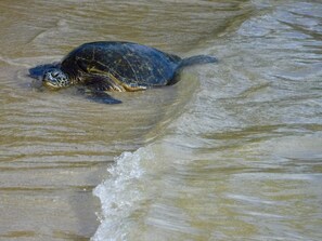 Miscellaneous - Ocean view Villa with private beach (Lihue)