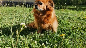 A dog sitting on grass with flowers and a building in the background.