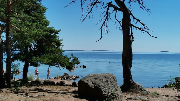 A beach with a large rock, a tree, and a clear blue sky.