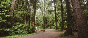 A forested area with a paved path and a yellow sign indicating a pedestrian crossing.