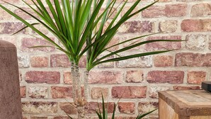 Two potted plants with long green leaves against a brick wall. - NEW! Rustic Loft Escape Bournemouth (5mins to Beach, Uni, Bars, Shops) Park FREE (Bournemouth)