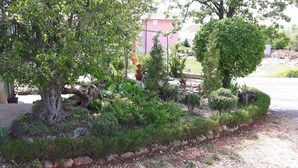 Ein Garten mit verschiedenen Pflanzen und Bäumen, ein rotes Gebäude im Hintergrund und ein Kiesweg.