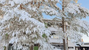 Un arbre cobert de neu davant d'un edifici amb una porta verda i una finestra.