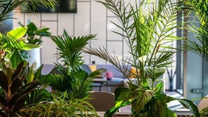 Un espacio interior moderno con diversas plantas en macetas, una zona de estar con sofá y mesa de centro, y un amplio ventanal que proporciona luz natural.