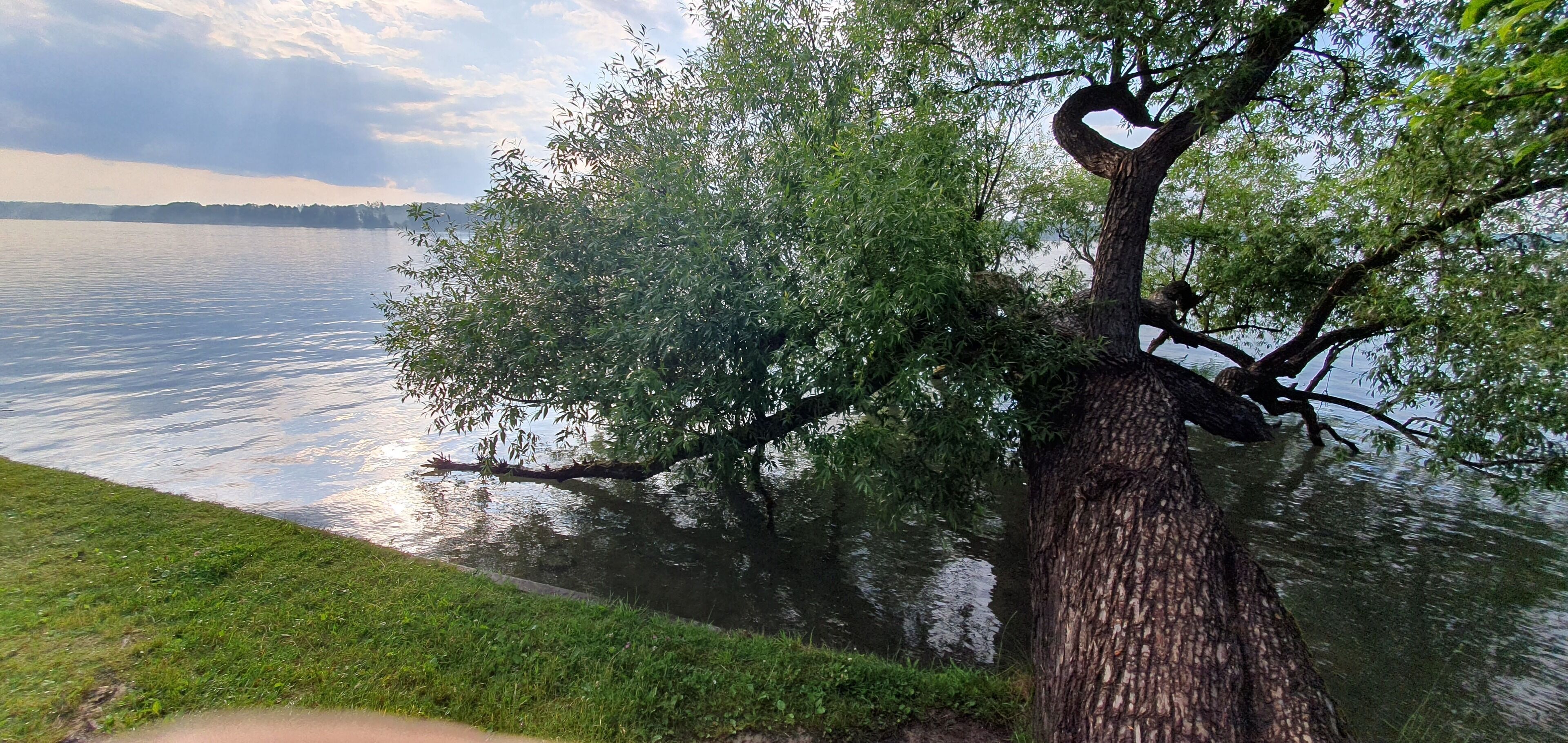 A tree by a calm lake with a grassy area in the foreground.