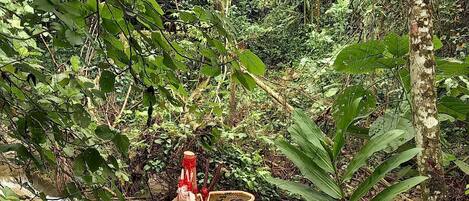 Una mesa con varios objetos, incluyendo una concha, un cristal y una cesta, frente a un exuberante bosque verde.