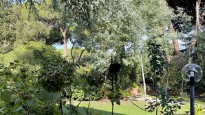 Un jardín con diversas plantas y árboles, cielo despejado y un sendero.