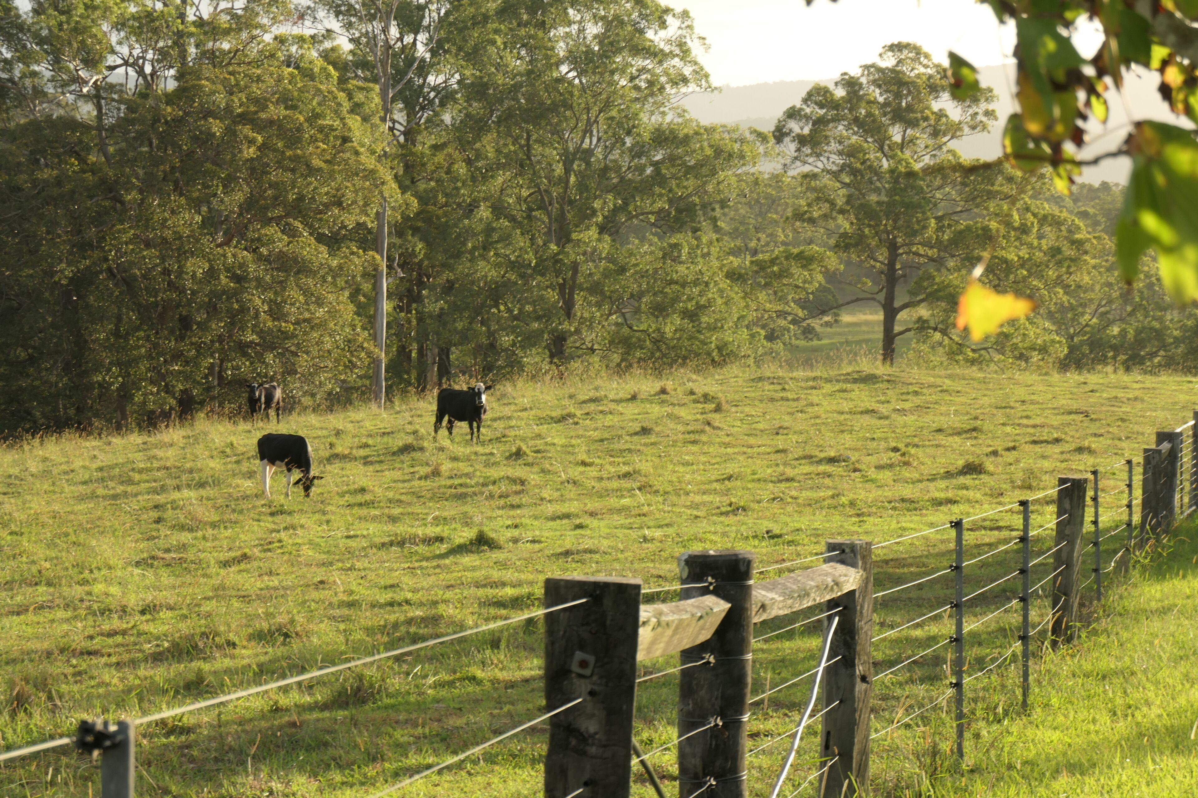 Un pâturage clôturé où paissent des vaches, avec des arbres et un poteau de clôture en bois.