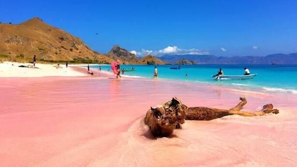 A beach with a camel lying on the sand, people in the water, and boats. - LEMBUNAI HOME STAY (Labuan Bajo)