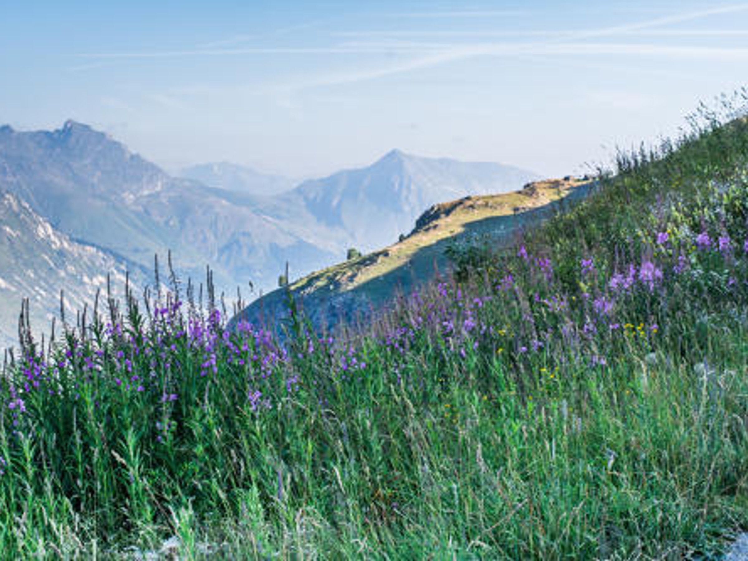 Een bergachtig landschap met wilde bloemen en verre toppen.