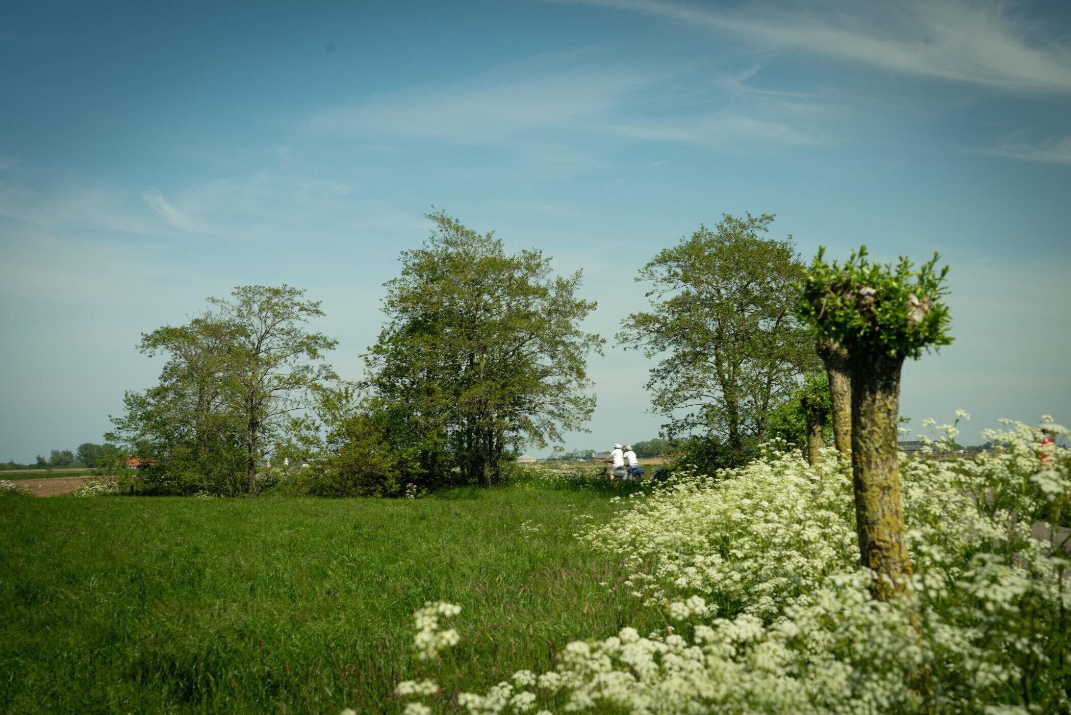 A field with trees and a white flower arrangement.