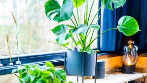 Una estantería de madera con plantas, un florero y una lámpara.