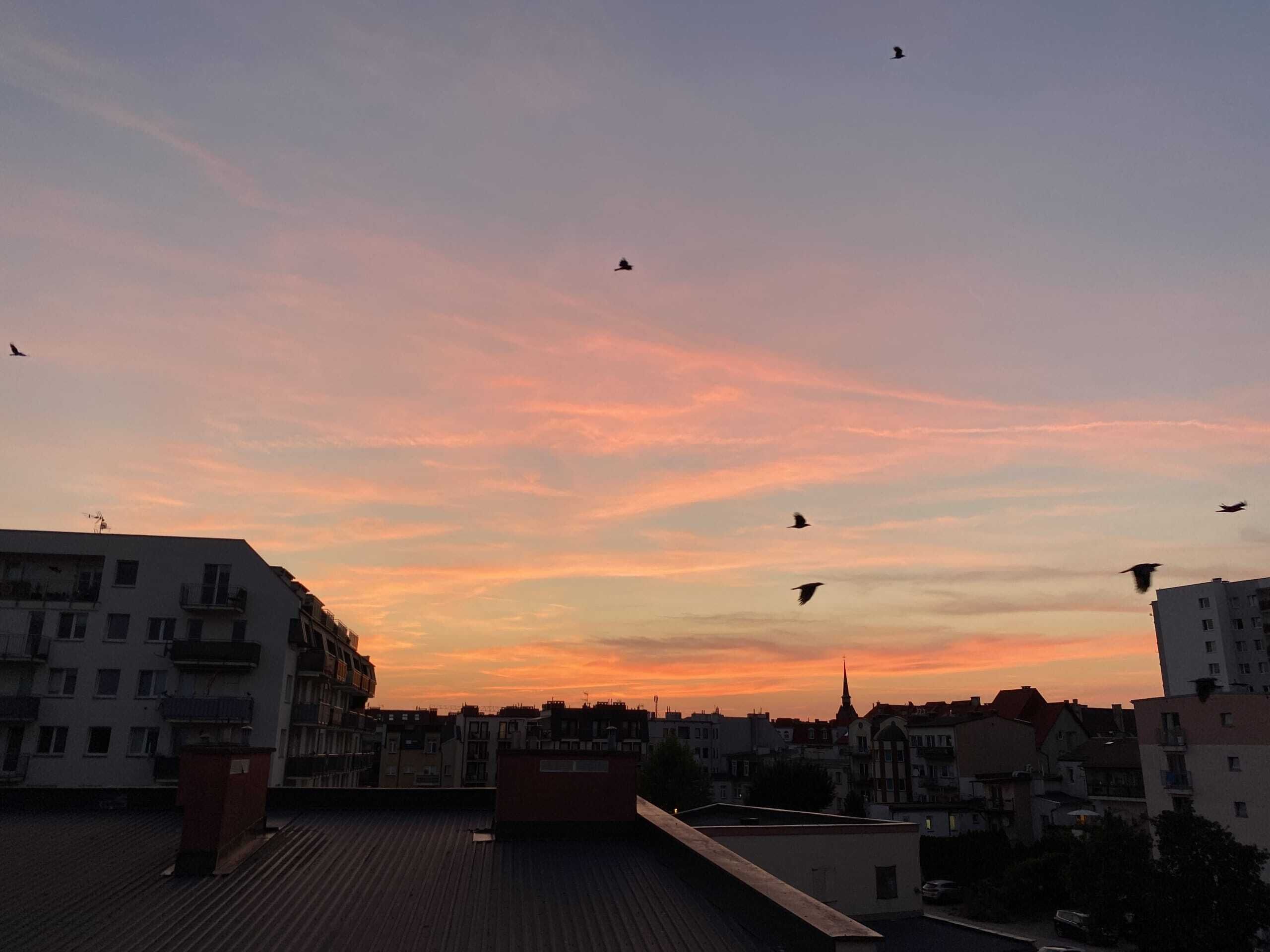 A cityscape at sunset with buildings and birds flying in the sky.