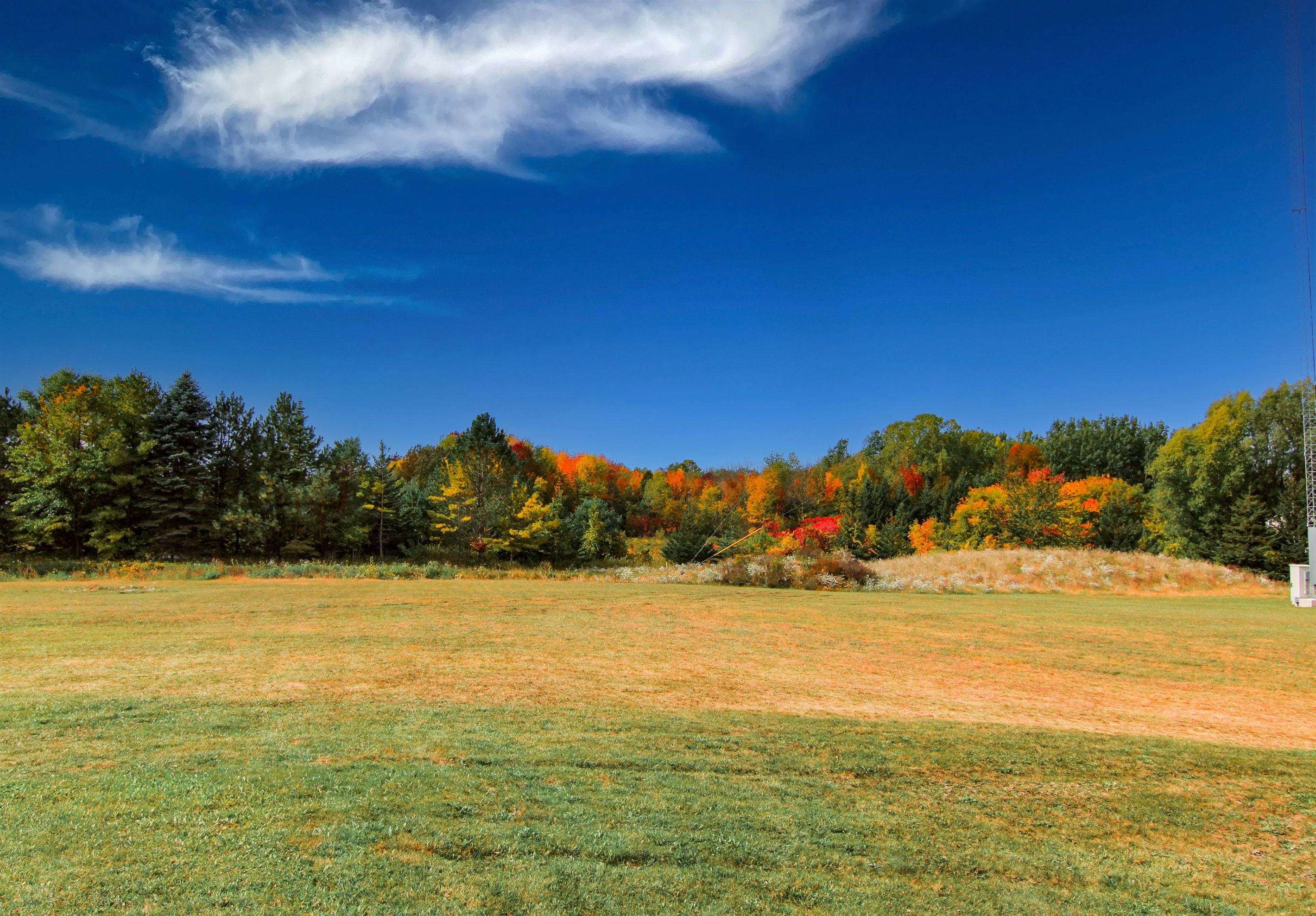 A grassy field with trees in the background.