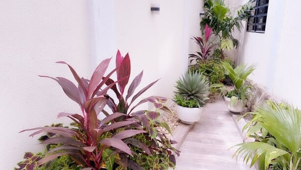 A narrow pathway flanked by potted plants and a white wall.