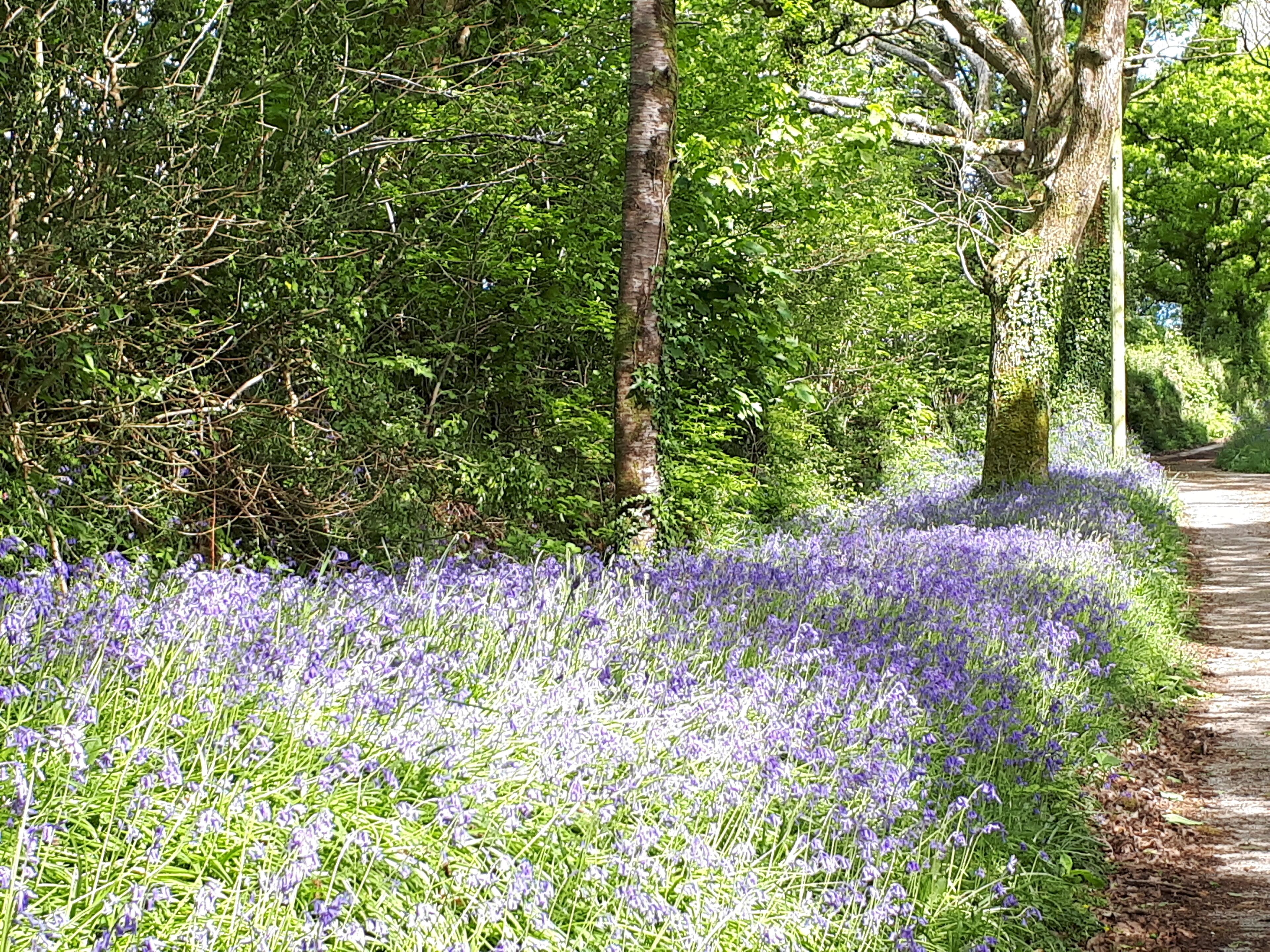 Een pad omzoomd met weelderige groene begroeiing en een veld vol paarse bloemen.