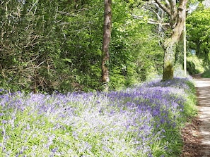 Ein Weg, gesäumt von dichtem Grün und einem Feld lila Blumen.