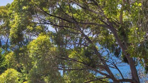 Un groupe d’arbres denses se dressant sur un ciel bleu clair.