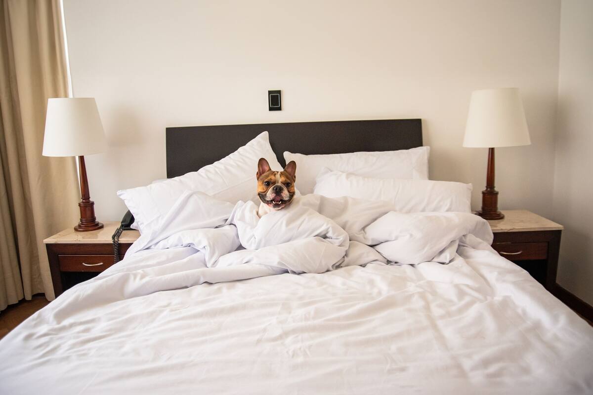 Habitación de hotel con cama, dos lámparas de noche, una mesita de noche y un interruptor de luz en la pared.