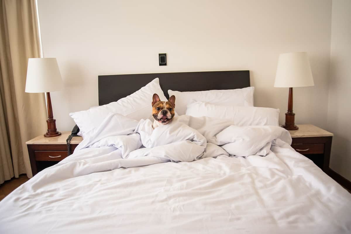 Habitación de hotel con cama, dos lámparas de noche, una mesita de noche y un interruptor de luz en la pared.