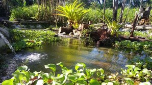 A pond surrounded by lush greenery and a small waterfall. - Contemporary Villa in a Four‑Acre Tropical Urban Park, Osa Peninsula (Puerto Jiménez)