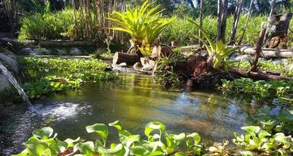 Casa Manglar - Chosa Manglarin luontopolku