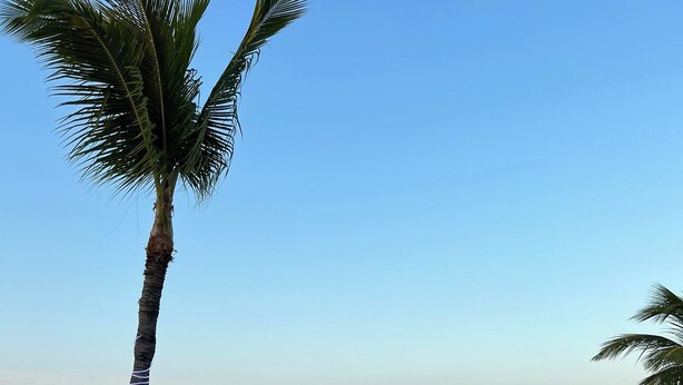 Una playa con una sola palmera, cielo despejado y mar tranquilo.