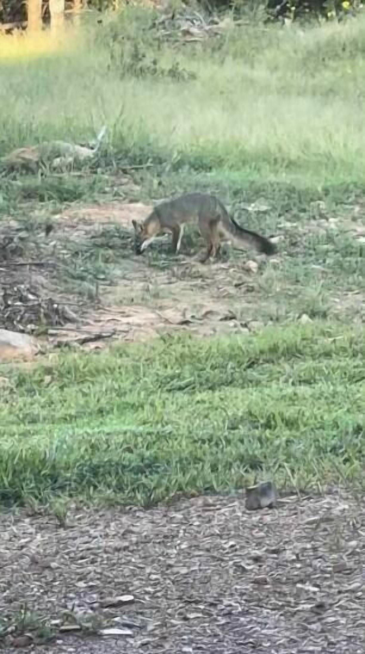 A fox in a grassy area.