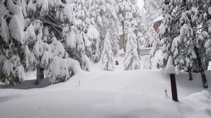 A snowy landscape with snow-covered trees and a building in the background.