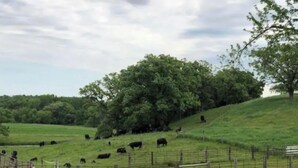 A rural landscape with a fenced area containing several cows grazing on a grassy hill. - Oak Meadow Farmhouse (Spring Valley)