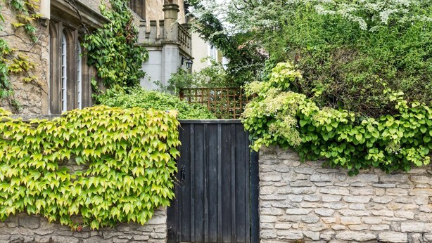 A stone wall with a black gate, surrounded by lush green ivy and various plants.