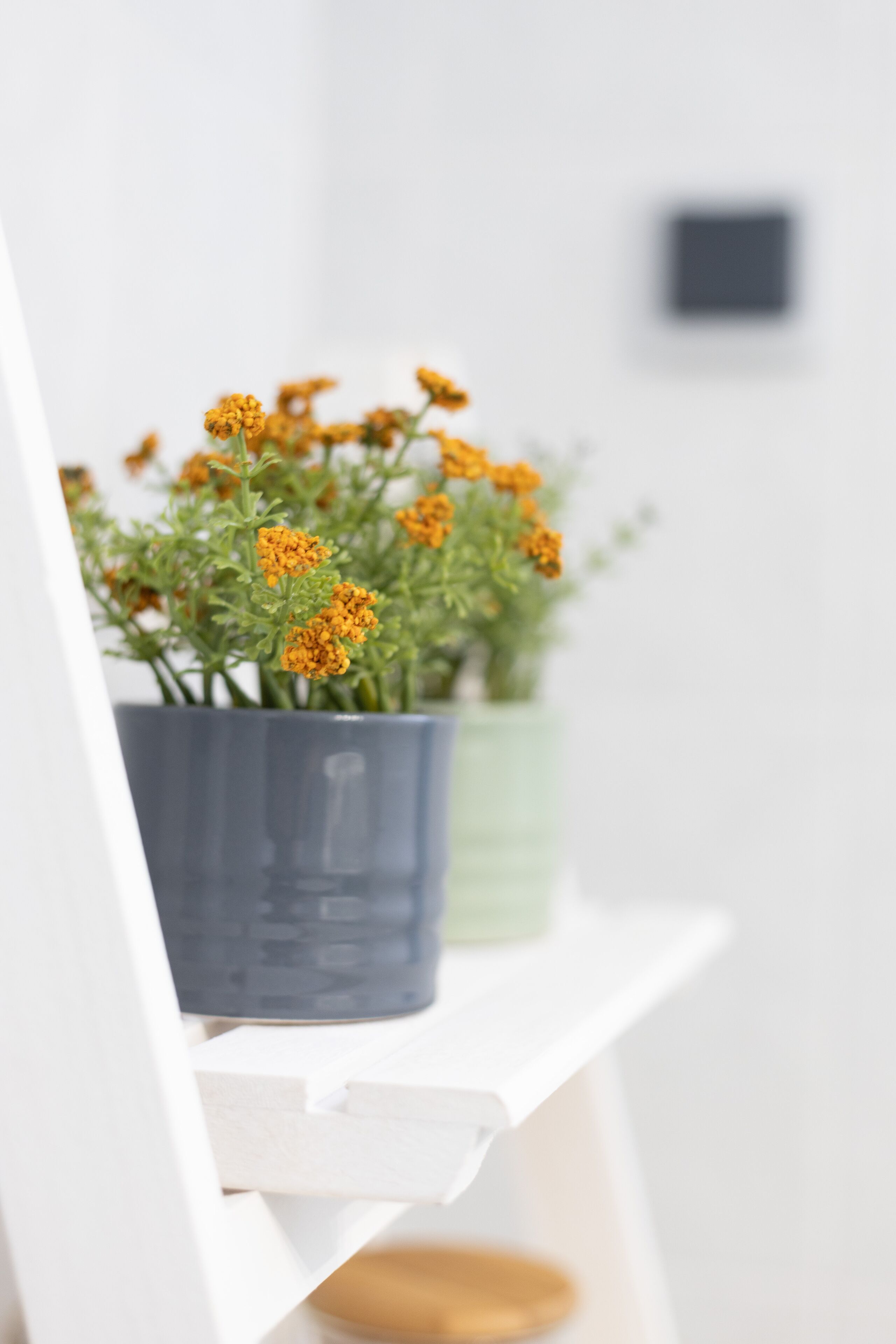 A potted plant with orange flowers on a white shelf.