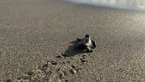 Una tortuga en una playa arenosa, con olas del océano al fondo.