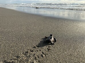 Plage à proximité, chaises longues, serviettes de plage