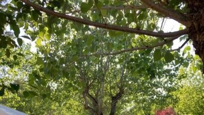 Exterior - Camping La Chiocciola (Bucine)