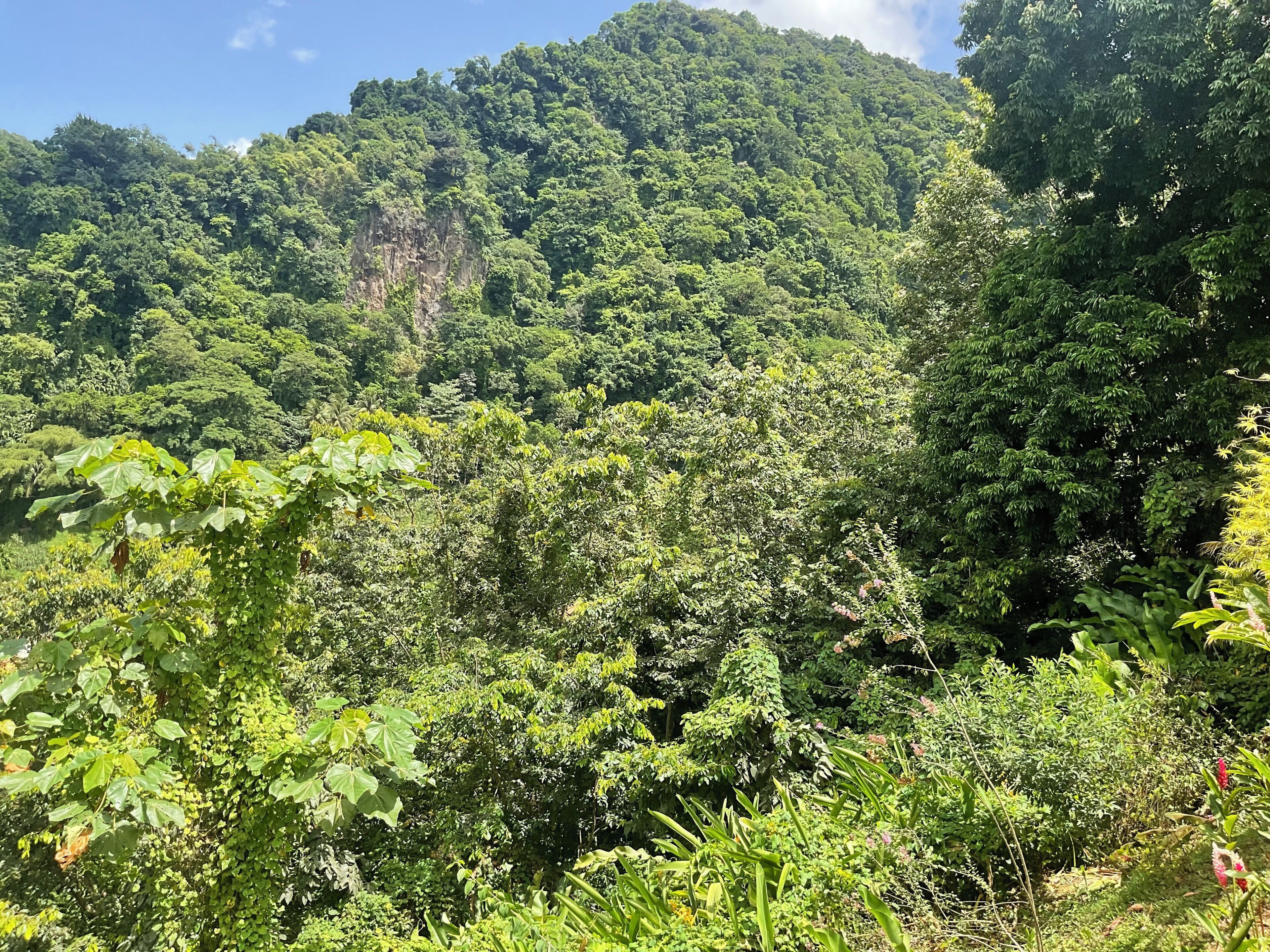 A dense forest with a mountain in the background.