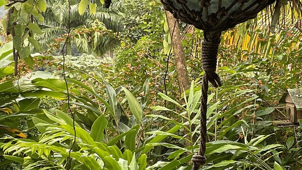 Un jardin luxuriant, avec une variété de plantes et un nichoir.