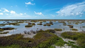 A coastal landscape with water and vegetation. - Birds on the Bay by Miss Kitty’s (Rockport)