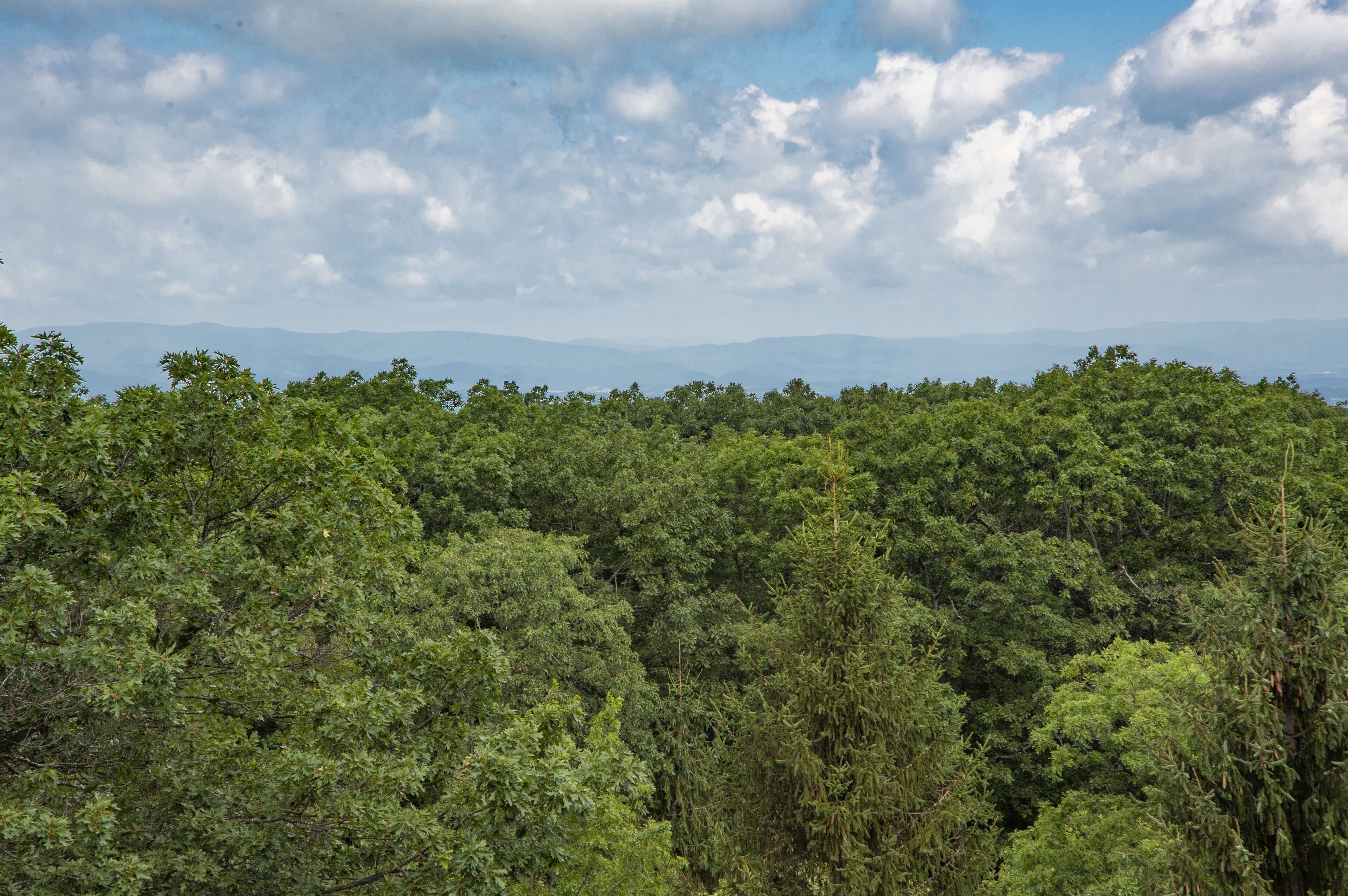 A dense forest with a clear sky.