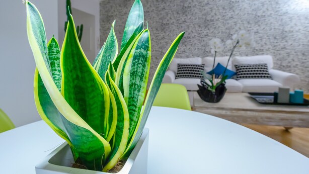 Uma planta em vaso com folhas variegadas num vaso branco sobre uma mesa.