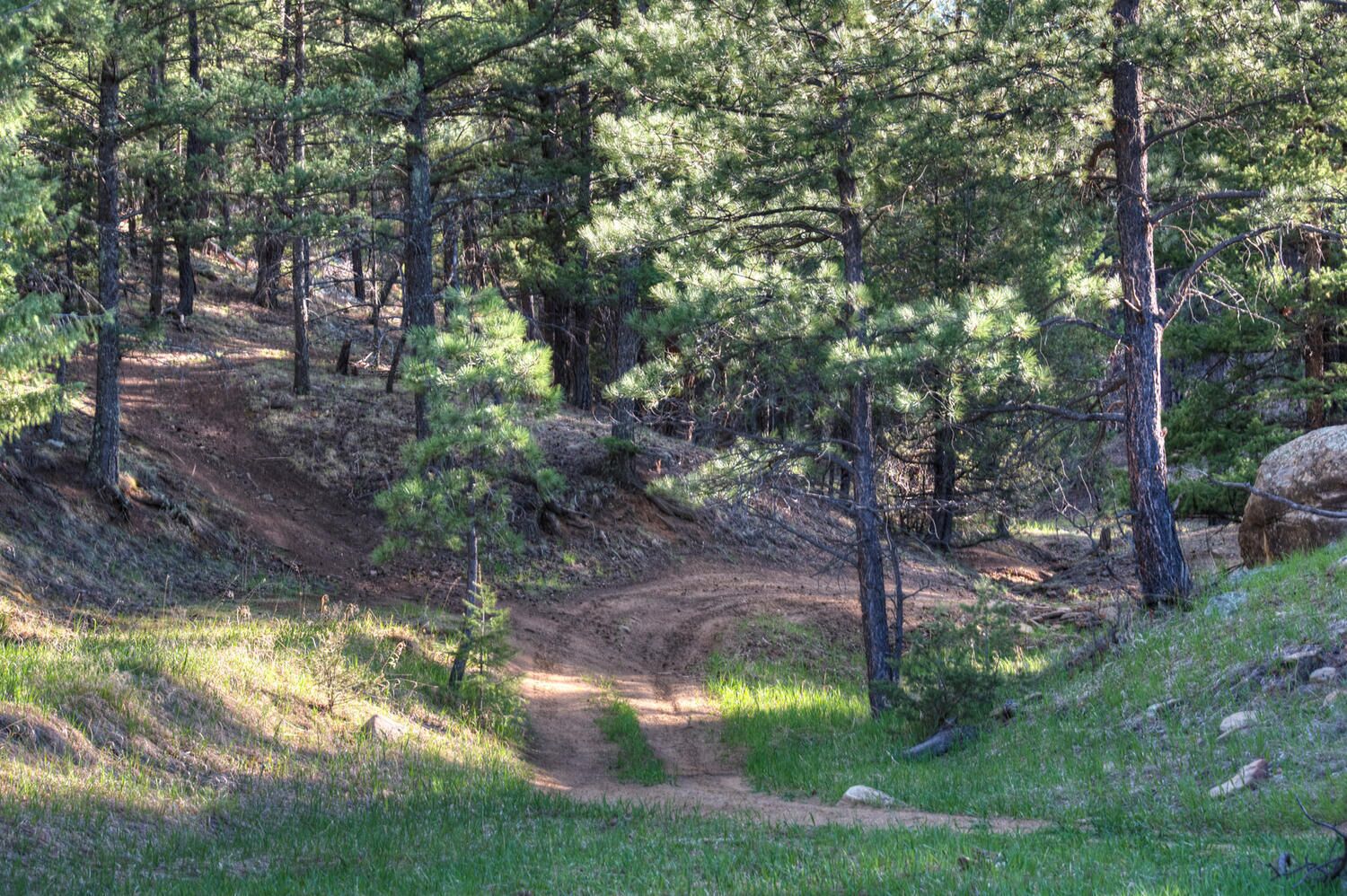 A forested area with a dirt path leading through it.