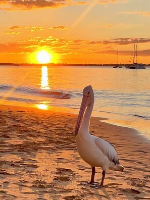 Ein Pelikan steht an einem Strand, im Hintergrund ein Sonnenuntergang.