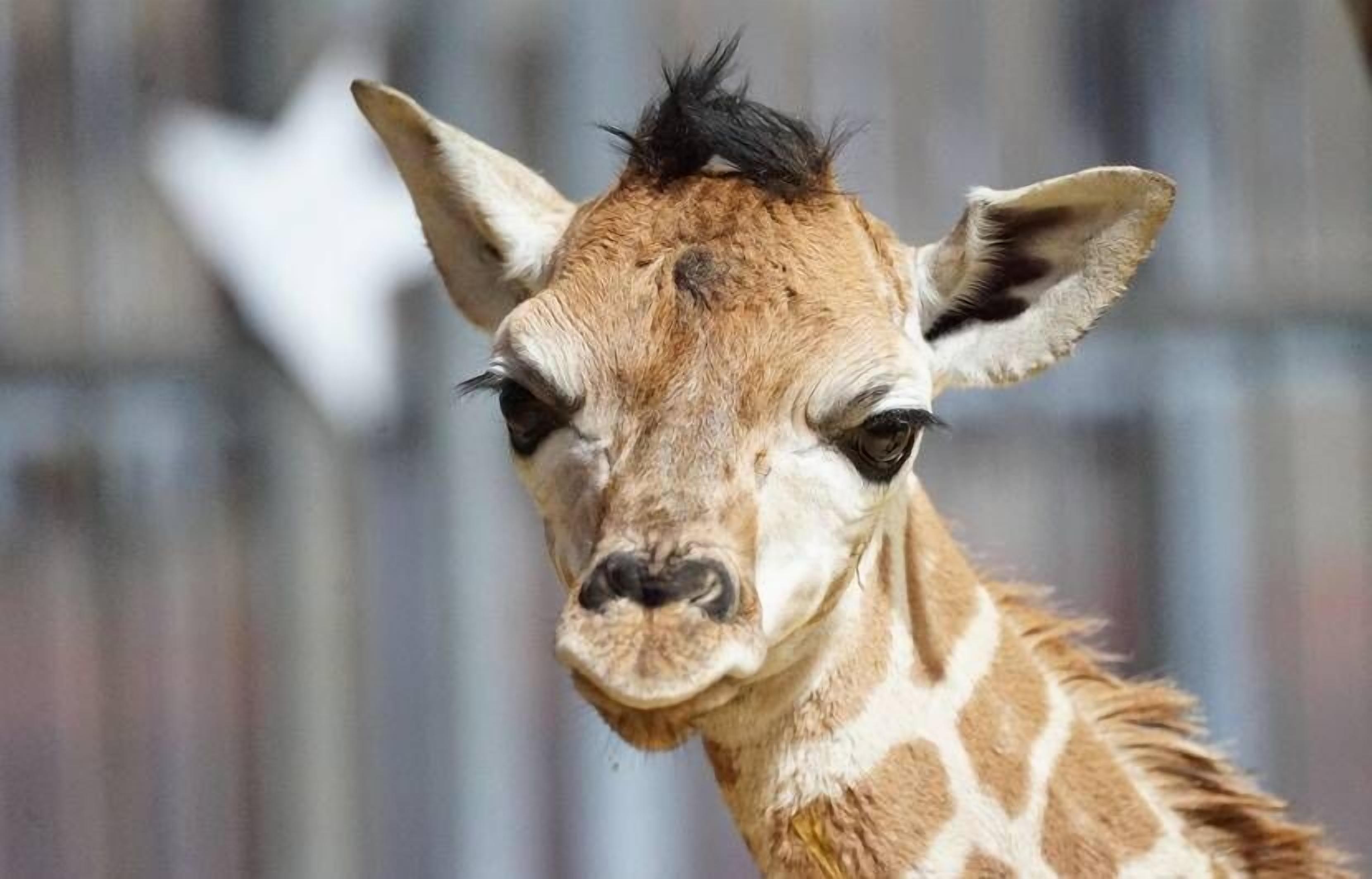 A giraffe with a visible head and neck.
