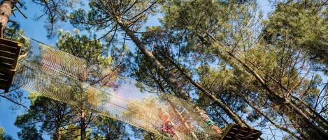 Un puente colgante en un bosque de altos pinos.