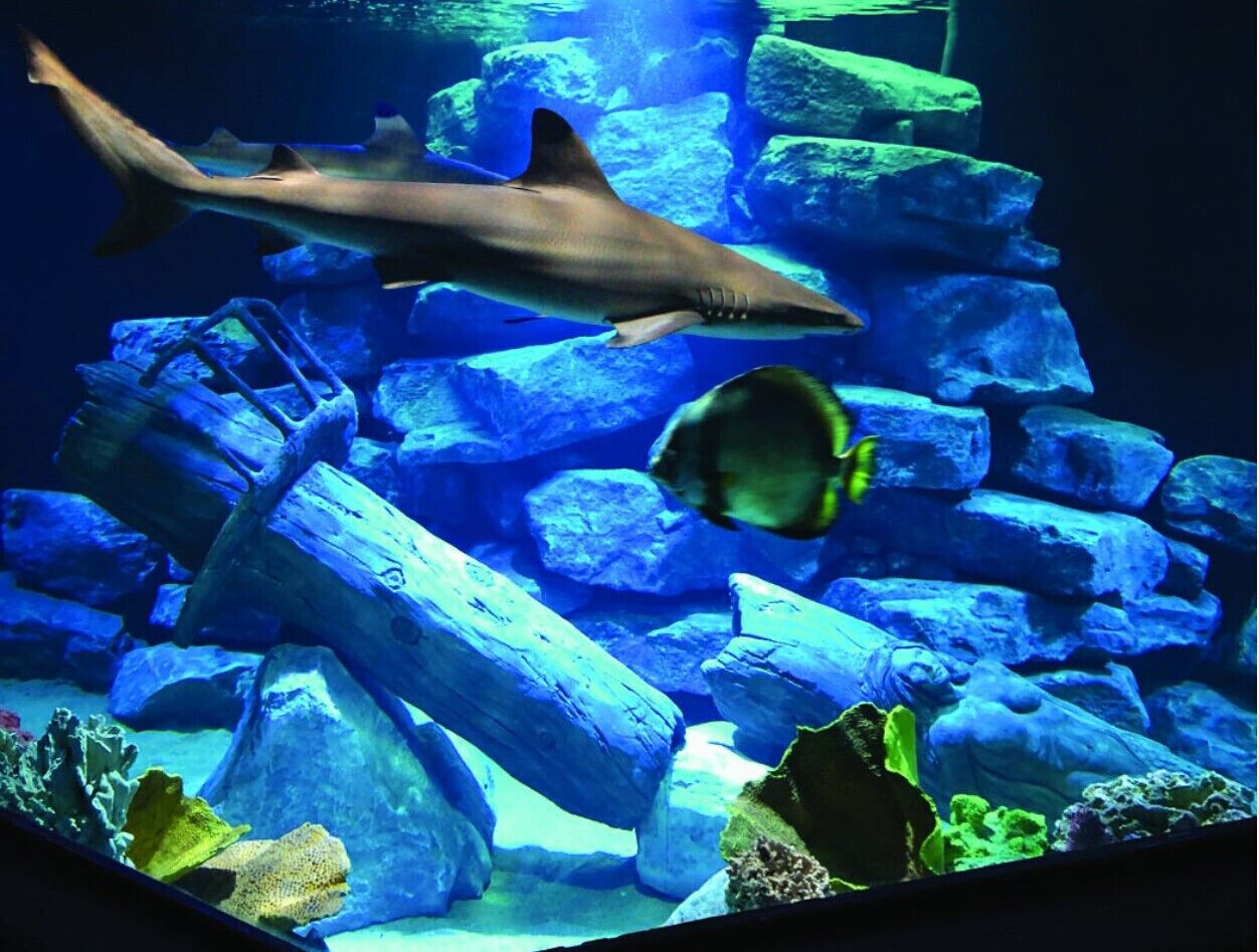 Un requin nage dans un aquarium contenant de gros rochers et un poisson.
