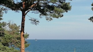 Escena costera con vista despejada al mar, un velero a lo lejos y un pino destacado en primer plano.