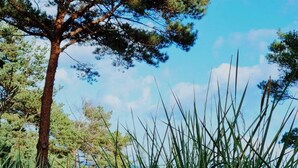 Un árbol con un tronco grueso y un denso dosel de agujas verdes, rodeado de hierba alta y verde.